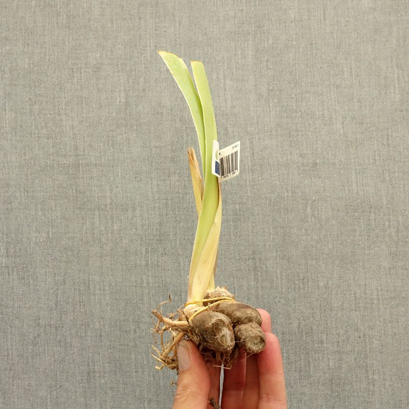 Iris germanica Dazzling - Bearded Iris bare-root rhizome sample as delivered in winter