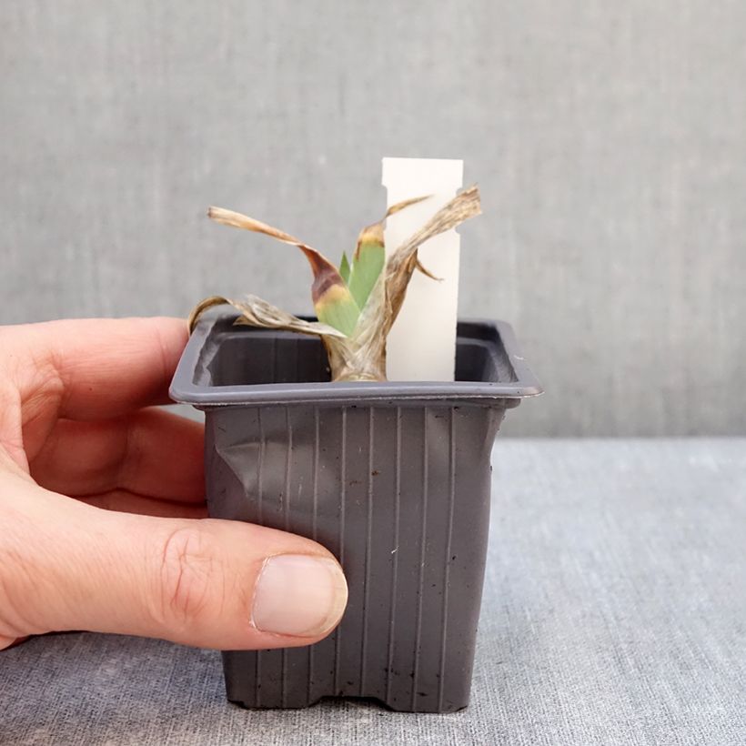 Iris germanica Delicato 8/9 cm pot sample as delivered in winter