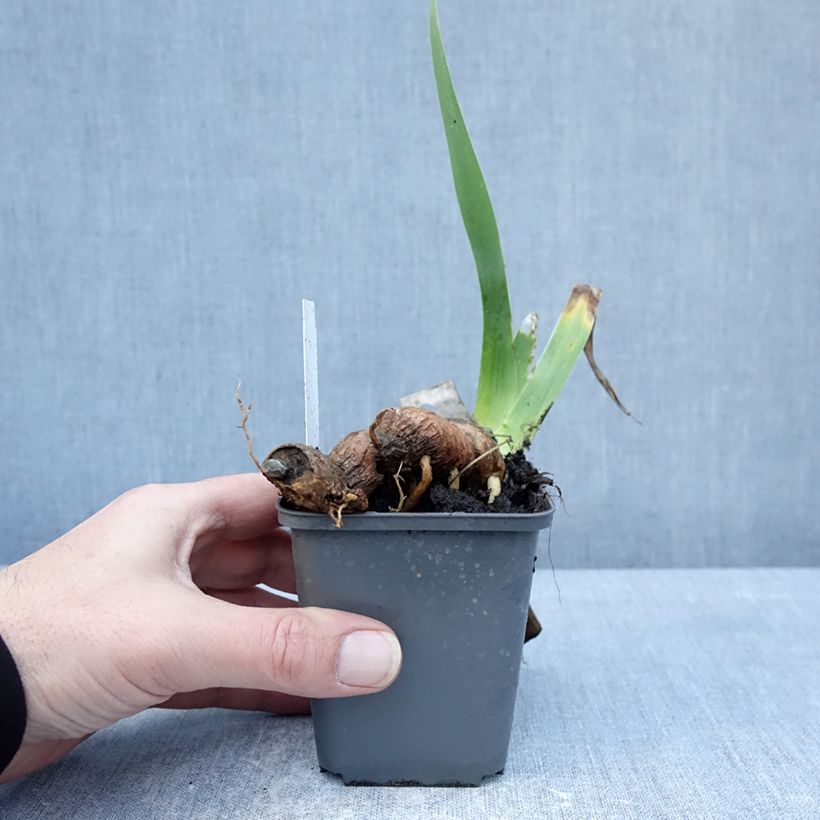 Iris germanica Delicieux Caramel - Bearded Iris 8/9 cm pot sample as delivered in winter