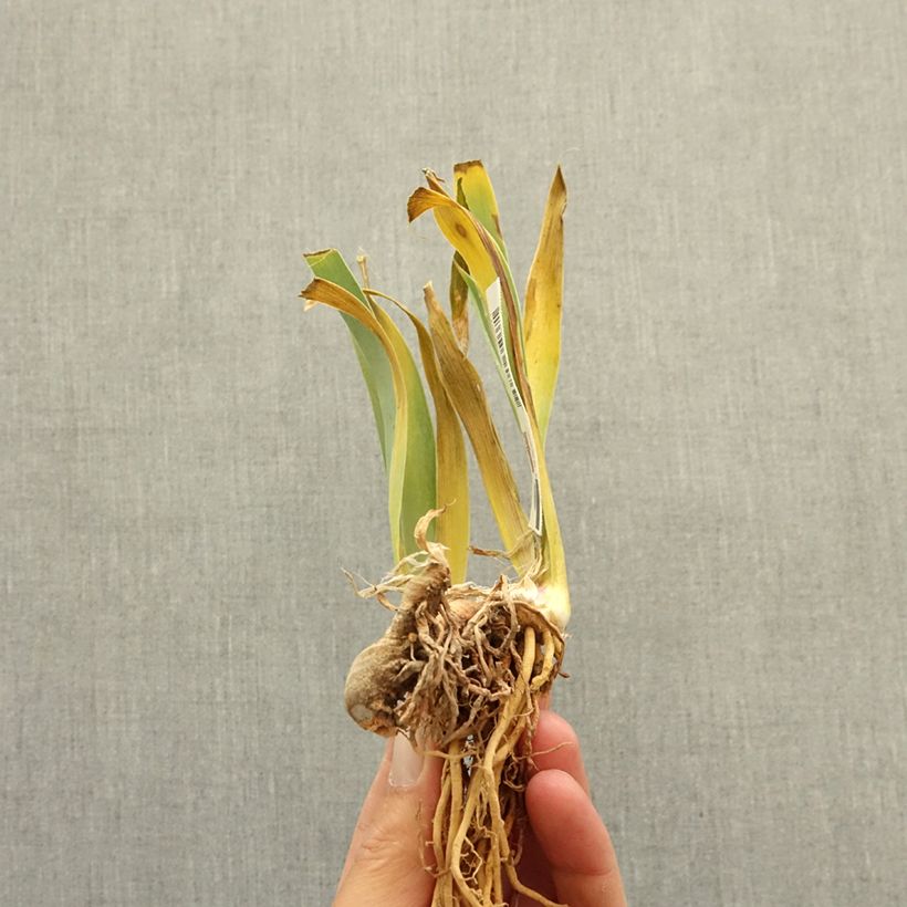 Iris germanica Dipped in Dots - Tall Bearded Iris bare-root rhizome sample as delivered in winter