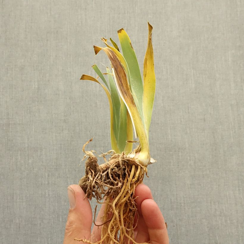 Iris germanica Don't Stop Believing - Tall Bearded Iris bare-root rhizome sample as delivered in winter