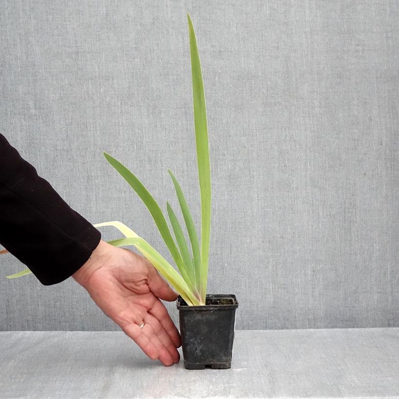 Iris germanica Dracula's Kiss - Bearded Iris 8/9 cm pot sample as delivered in autumn