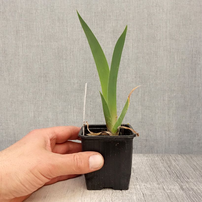 Iris germanica Dutch Chocolate - Bearded Iris 8/9 cm pot sample as delivered in spring