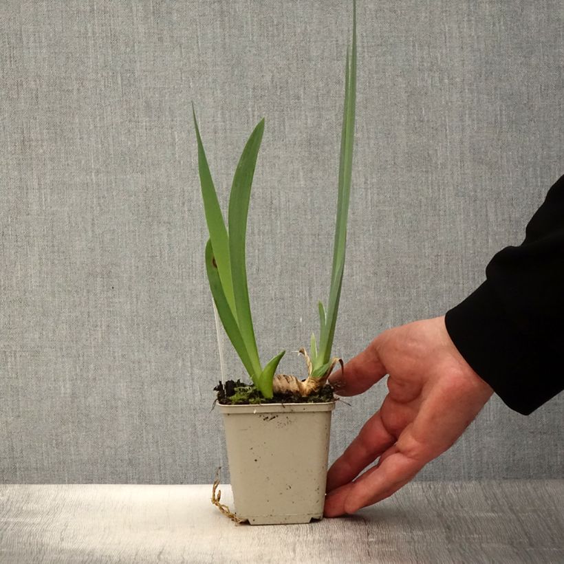 Iris germanica En Ebullition - Bearded Iris 8/9 cm pot sample as delivered in spring