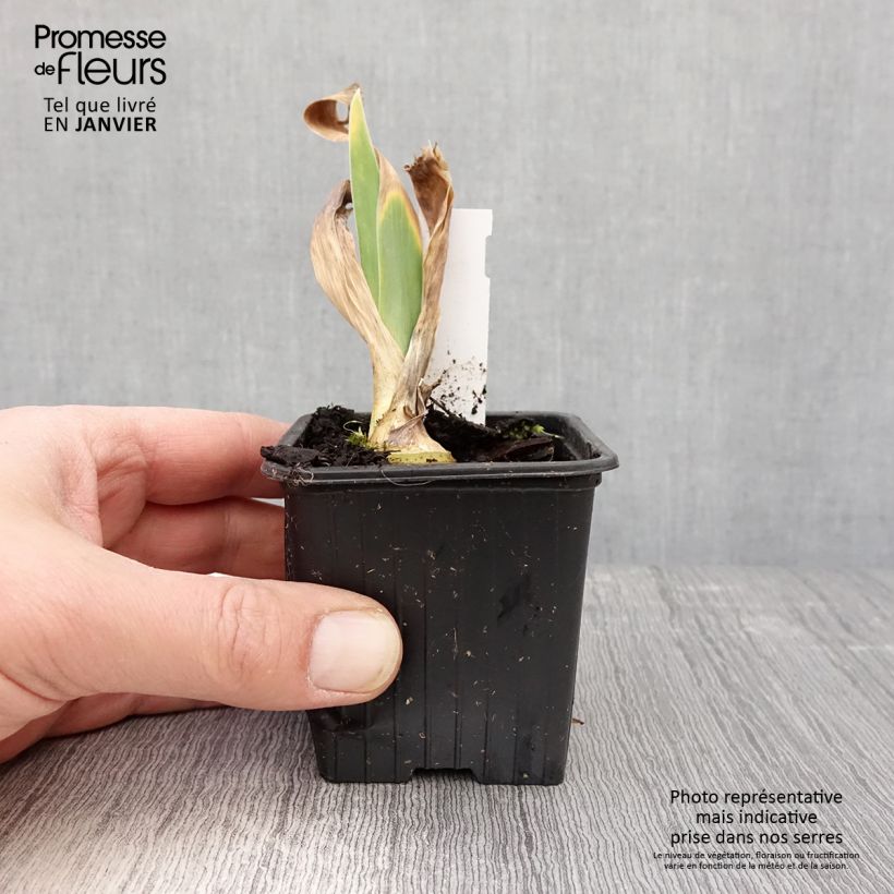 Iris germanica Flamant Rose - Bearded Iris 8/9 cm pot sample as delivered in winter