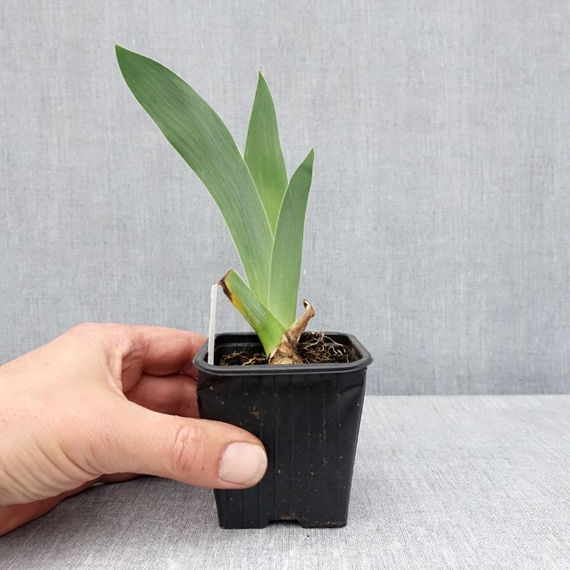 Iris germanica Flamant Rose - Bearded Iris 8/9 cm pot sample as delivered in spring