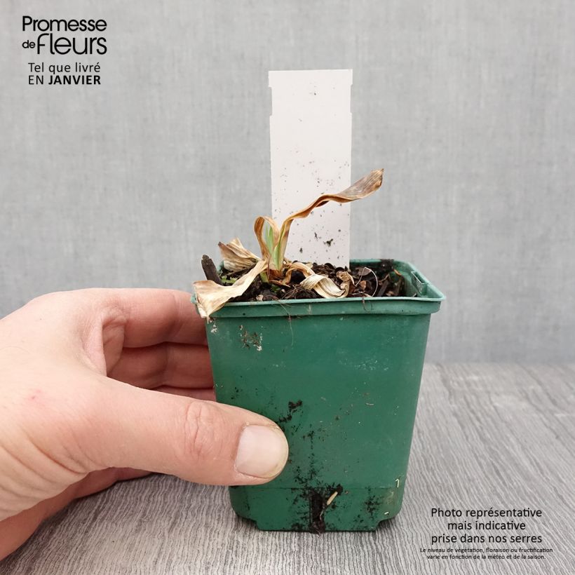 Iris germanica Flaming Dragon - Bearded Iris 8/9 cm pot sample as delivered in winter