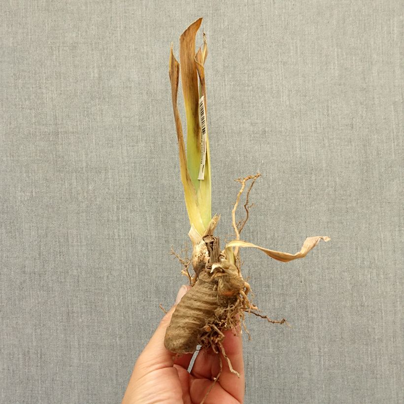 Iris germanica French-Cancan - Tall Bearded Iris bare-root rhizome sample as delivered in winter