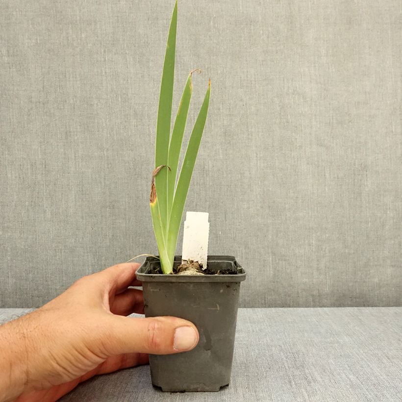 Iris germanica Frison-Roche - Bearded Iris 8/9 cm pot sample as delivered in summer