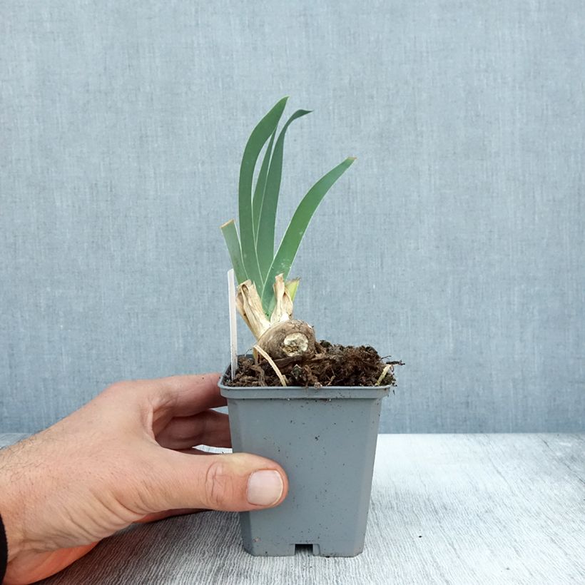Iris germanica Frison-Roche - Bearded Iris 8/9 cm pot sample as delivered in autumn