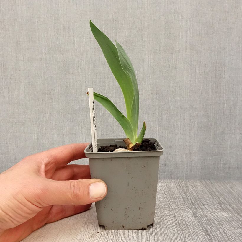 Iris germanica Gipsy Romance 8/9 cm pot sample as delivered in spring