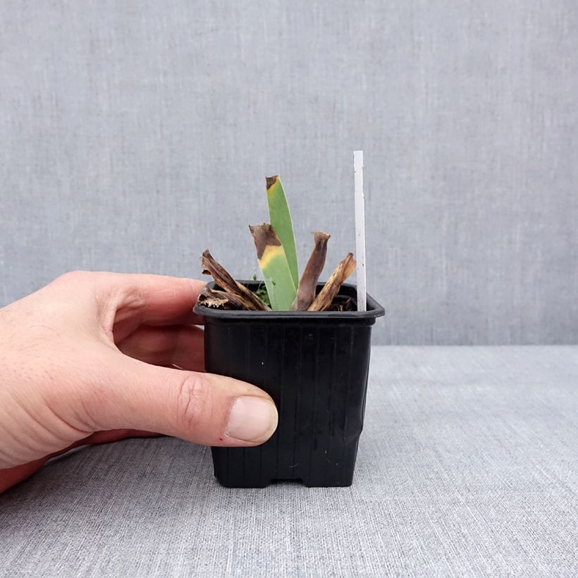 Iris germanica Glacier 8/9 cm pot sample as delivered in winter