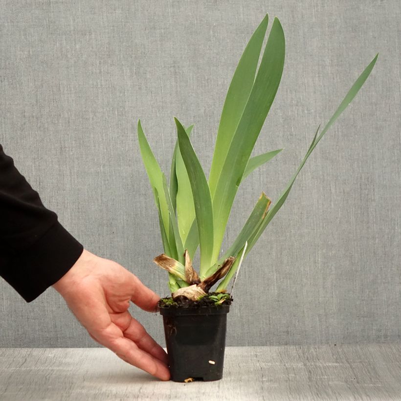 Iris germanica Guatemala 8/9 cm pot sample as delivered in spring