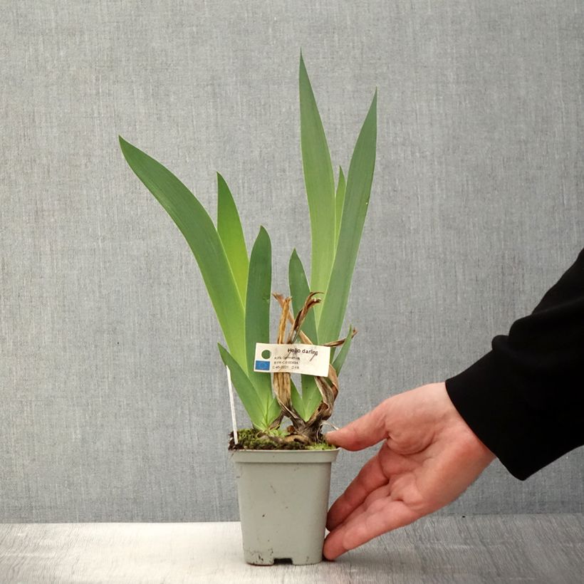 Iris germanica Hello Darling 8/9 cm pot sample as delivered in spring