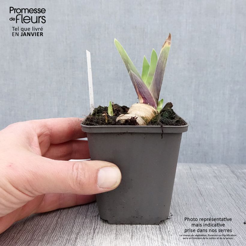 Iris germanica Honky Tonk Blues 8/9 cm pot sample as delivered in winter
