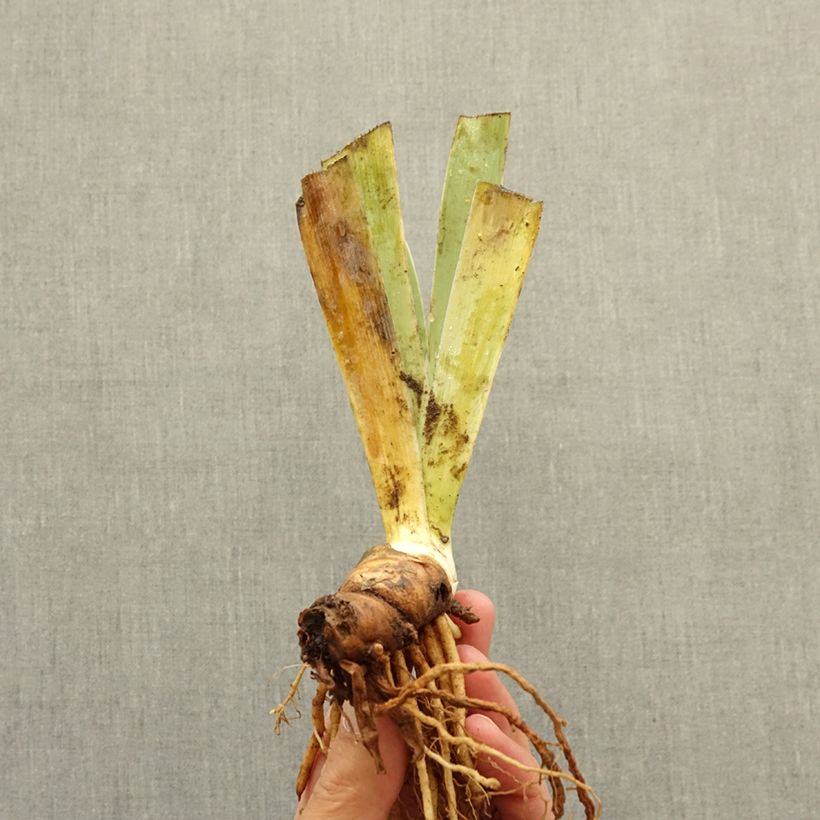Iris  Icon - Dwarf bearded Iris bare-root rhizome sample as delivered in winter