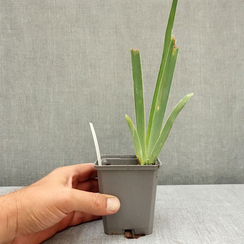Iris germanica Immortality - Bearded Iris 8/9 cm pot sample as delivered in summer