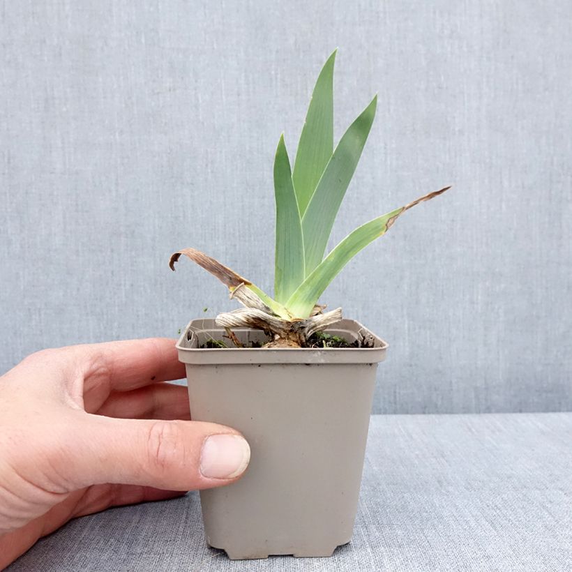 Iris germanica Immortality - Bearded Iris 8/9 cm pot sample as delivered in spring