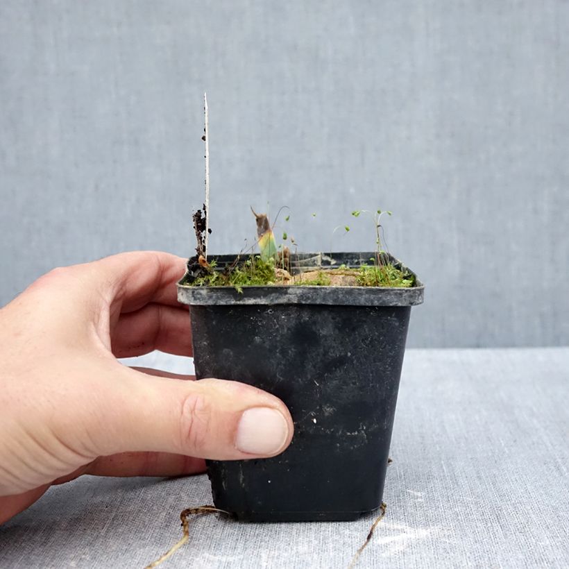 Iris Inviting - Bearded iris 8/9 cm pot sample as delivered in autumn