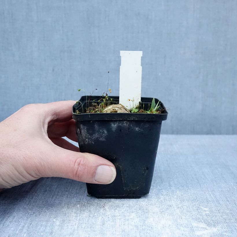 Iris Inviting - Bearded iris 8/9 cm pot sample as delivered in winter