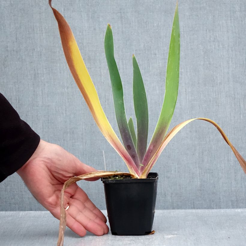 Iris germanica Irisades 8/9 cm pot sample as delivered in autumn