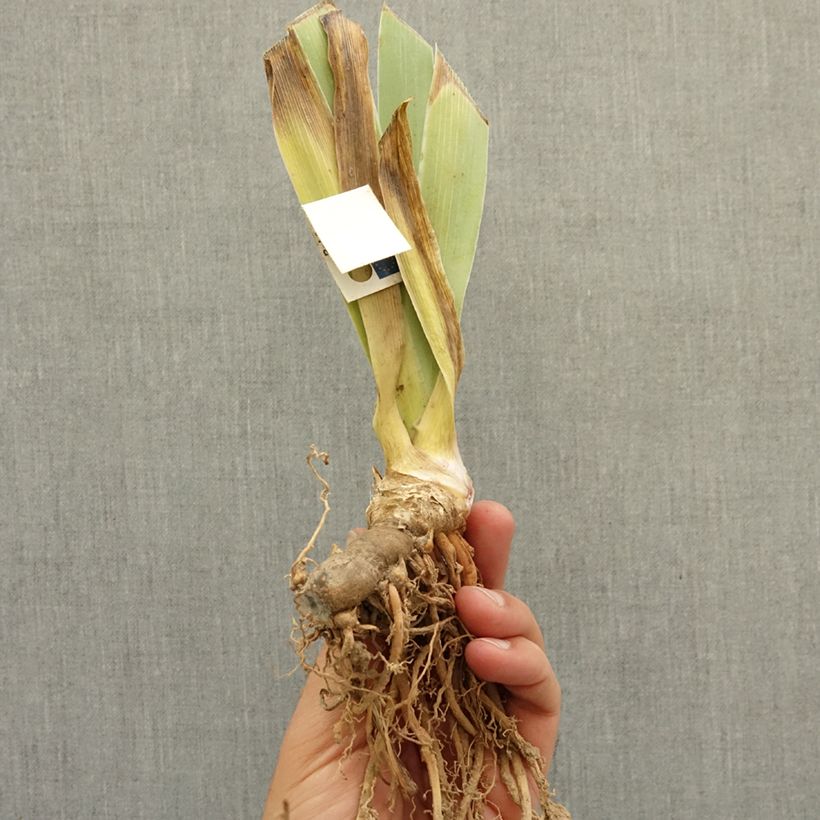 Iris germanica It’s Amazing - Dwarf bearded Iris bare-root rhizome sample as delivered in winter