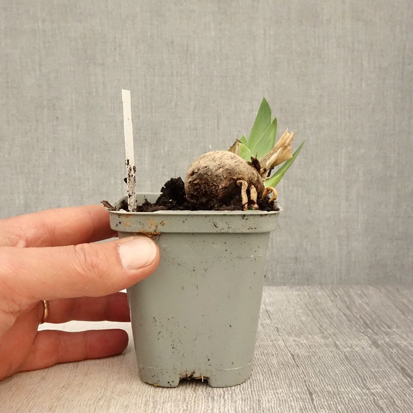 Iris germanica Jazz Festival 8/9 cm pot sample as delivered in spring