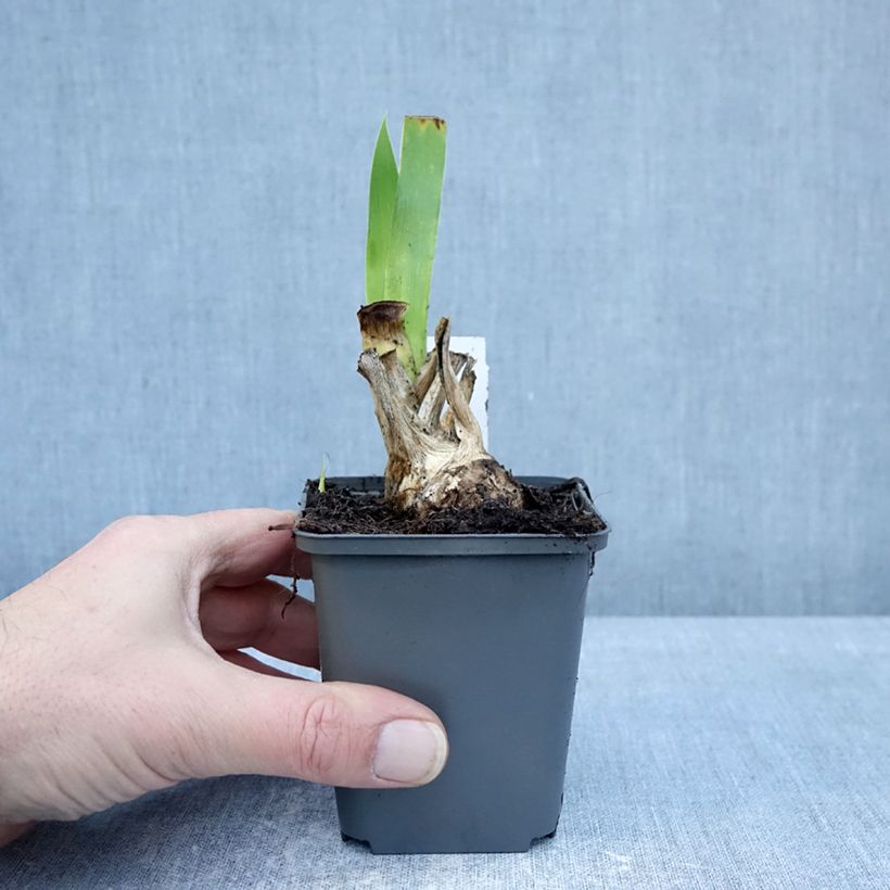 Iris germanica Joyful Skies 8/9 cm pot sample as delivered in winter