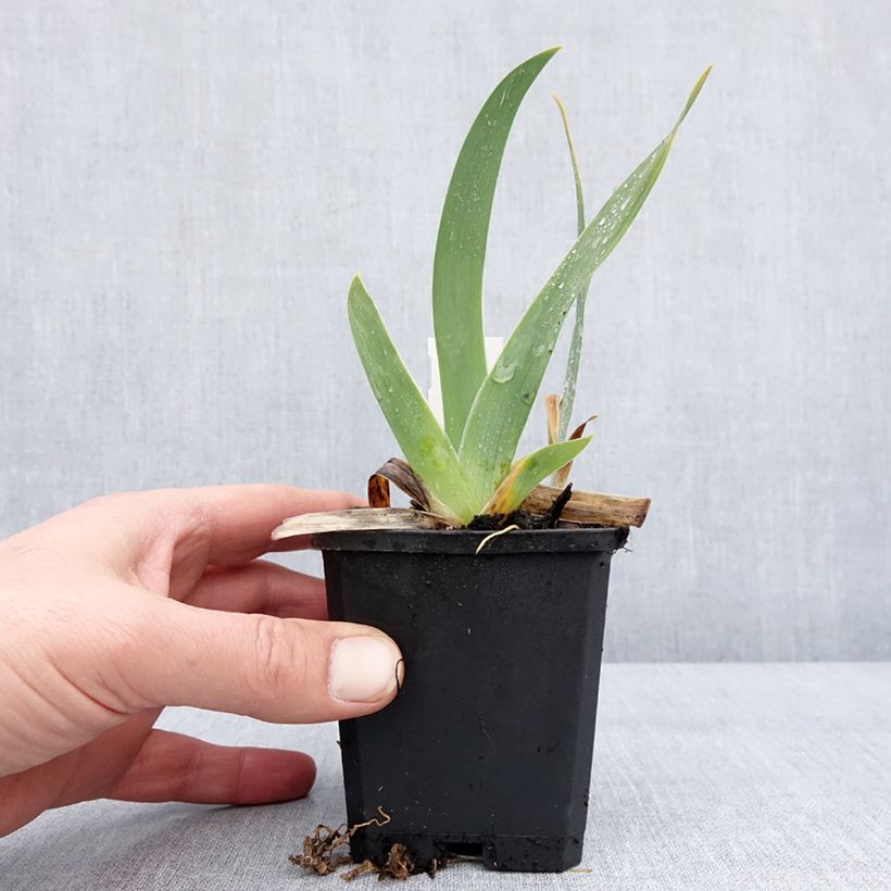 Iris germanica Jus de Pomme 8/9 cm pot sample as delivered in winter