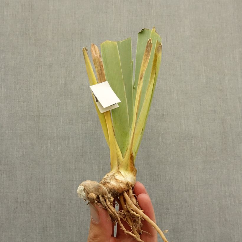 Iris germanica Le Bois Du Vent bare-root rhizome sample as delivered in winter