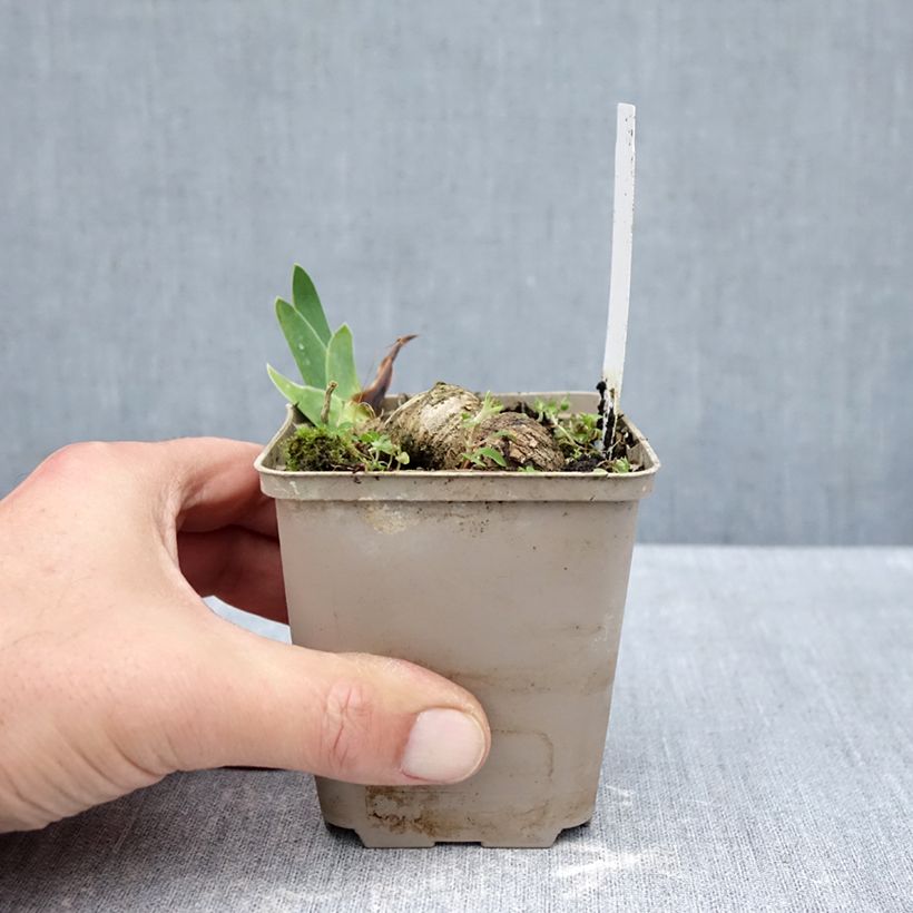 Iris Leonin - Bearded iris 8/9 cm pot sample as delivered in autumn