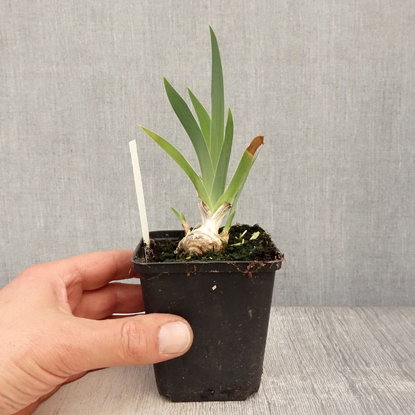 Iris germanica Lucky Locket - Bearded Iris 8/9 cm pot sample as delivered in spring