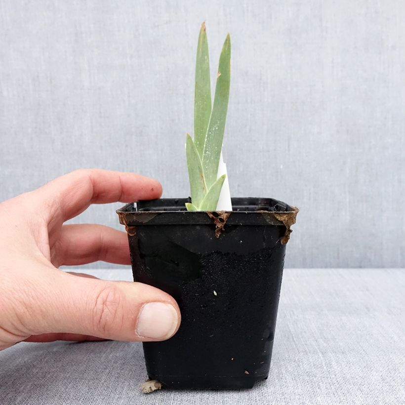 Iris germanica Lune et Soleil 8/9 cm pot sample as delivered in winter