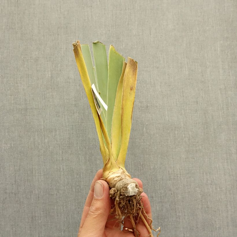 Iris germanica Magical Encounter - Tall Bearded Iris bare-root rhizome sample as delivered in winter