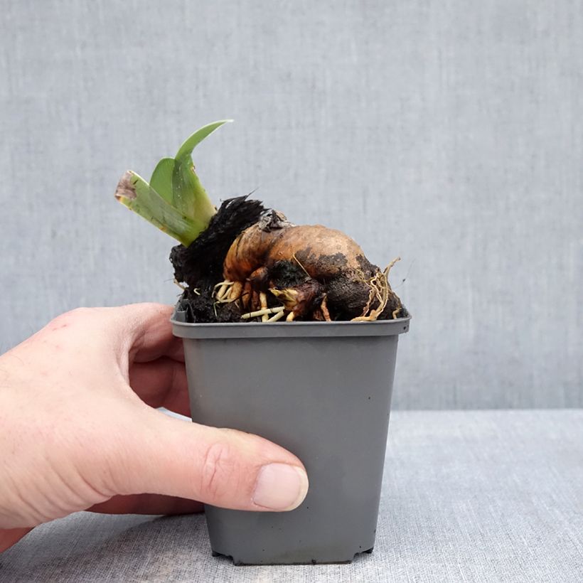 Iris germanica Mallow Dramatic 8/9 cm pot sample as delivered in winter