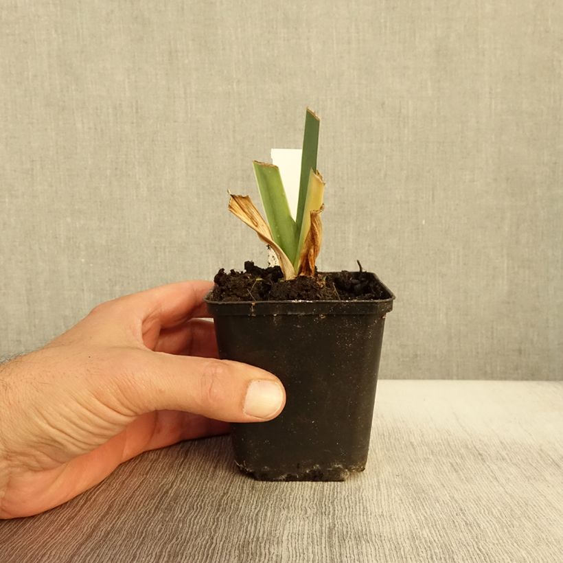 Iris germanica Marron Chaud - Bearded Iris 8/9 cm pot sample as delivered in autumn