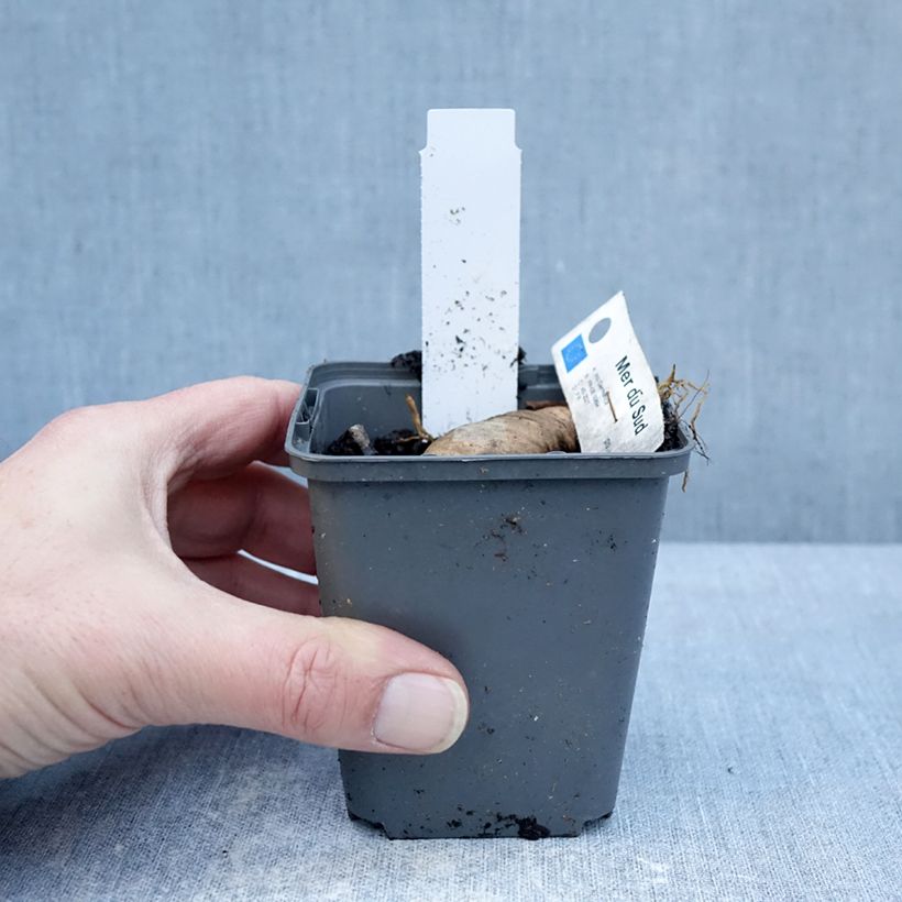 Iris germanica Mer du Sud - Bearded Iris 8/9 cm pot sample as delivered in winter