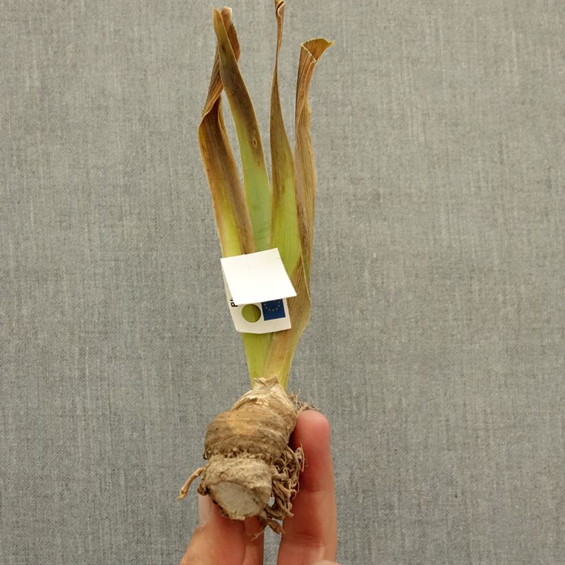Iris germanica Mistigri - Bearded Iris bare-root rhizome sample as delivered in winter
