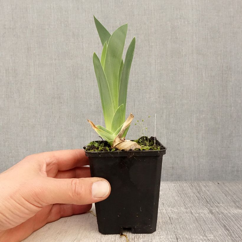 Iris Modern Woman - Bearded Iris 8/9 cm pot sample as delivered in spring
