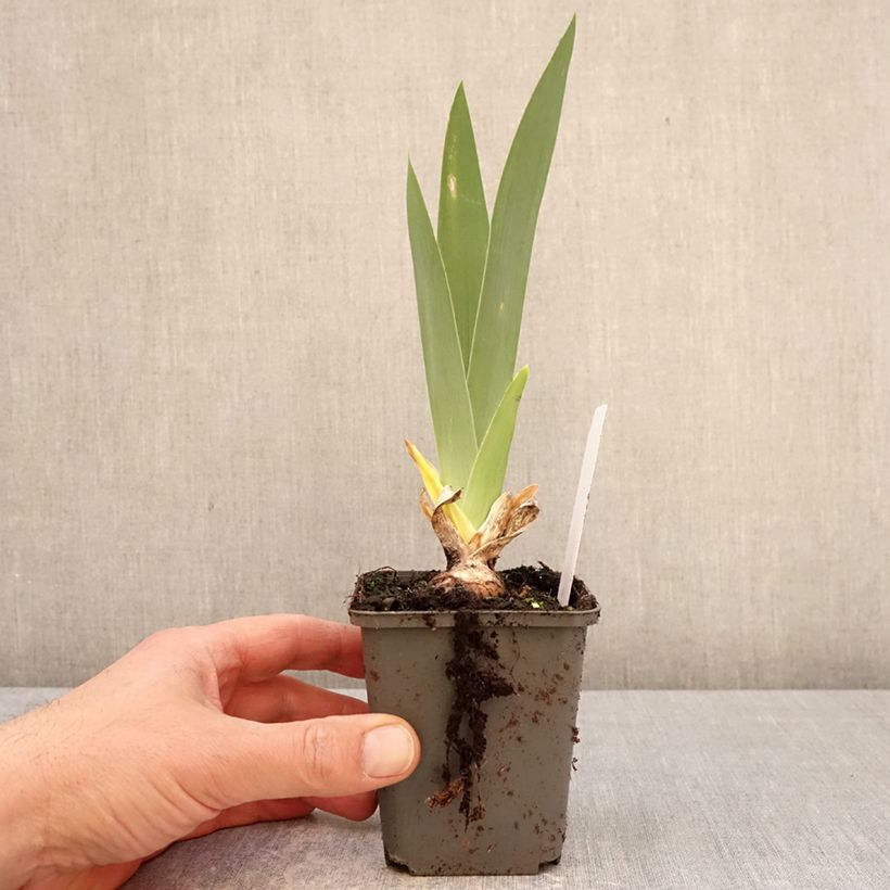 Iris Natchez Trace - Tall Bearded Iris 8/9 cm pot sample as delivered in spring