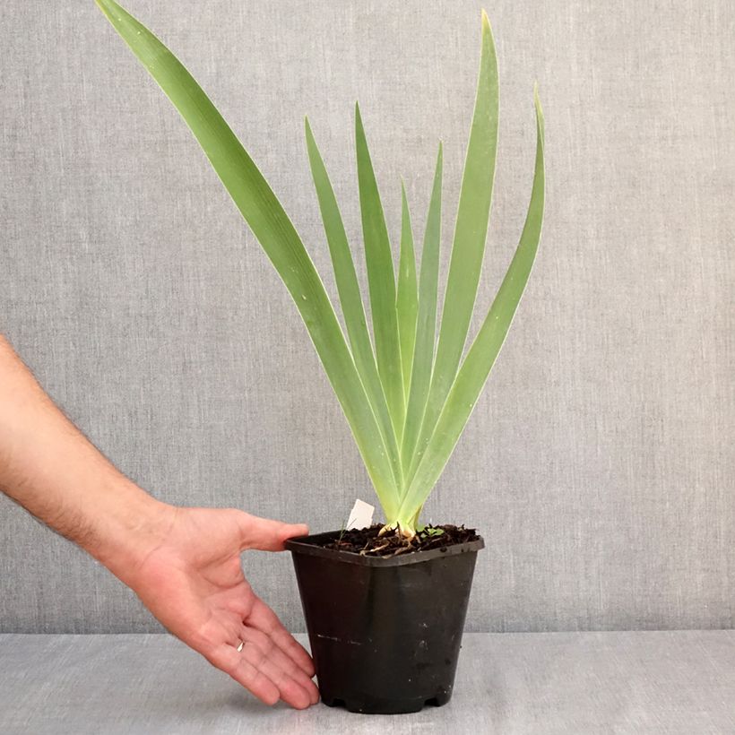 Iris Natchez Trace - Tall Bearded Iris 1.5L/2L pot sample as delivered in summer