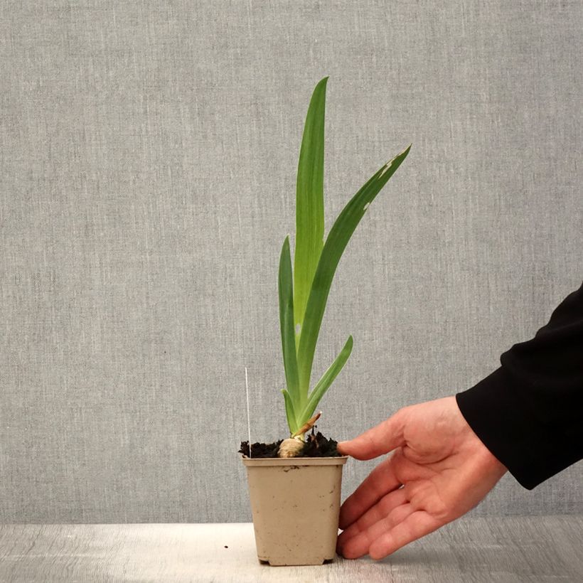 Iris Noctambule - Tall Bearded Iris 8/9 cm pot sample as delivered in spring