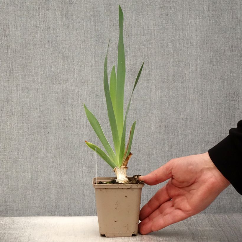 Iris Pinnacle - Bearded Iris 8/9 cm pot sample as delivered in spring