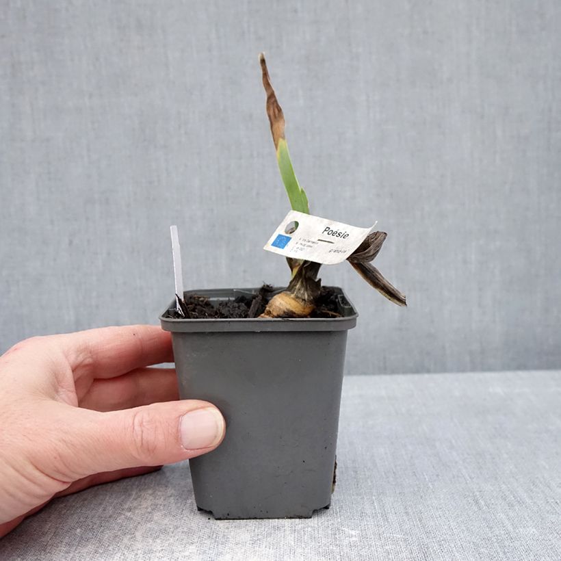 Iris Poésie - Tall Bearded Iris 8/9 cm pot sample as delivered in winter