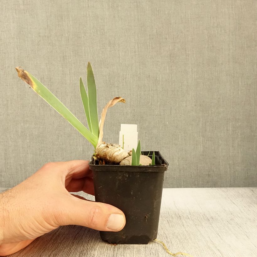 Iris Princesse Caroline de Monaco - Tall Bearded Iris 8/9 cm pot sample as delivered in autumn