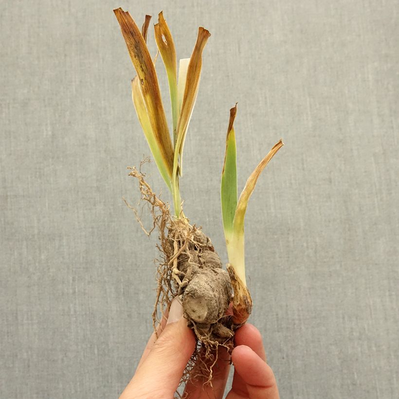 Iris Raspberry Silk - Border Bearded Iris bare-root rhizome sample as delivered in winter