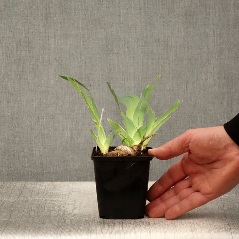 Iris Re La Blanche - Tall Bearded Iris 8/9 cm pot sample as delivered in spring