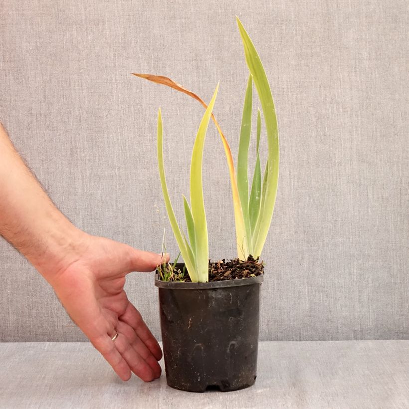Iris Red Orchid - Bearded Iris 1.5L/2L pot sample as delivered in summer