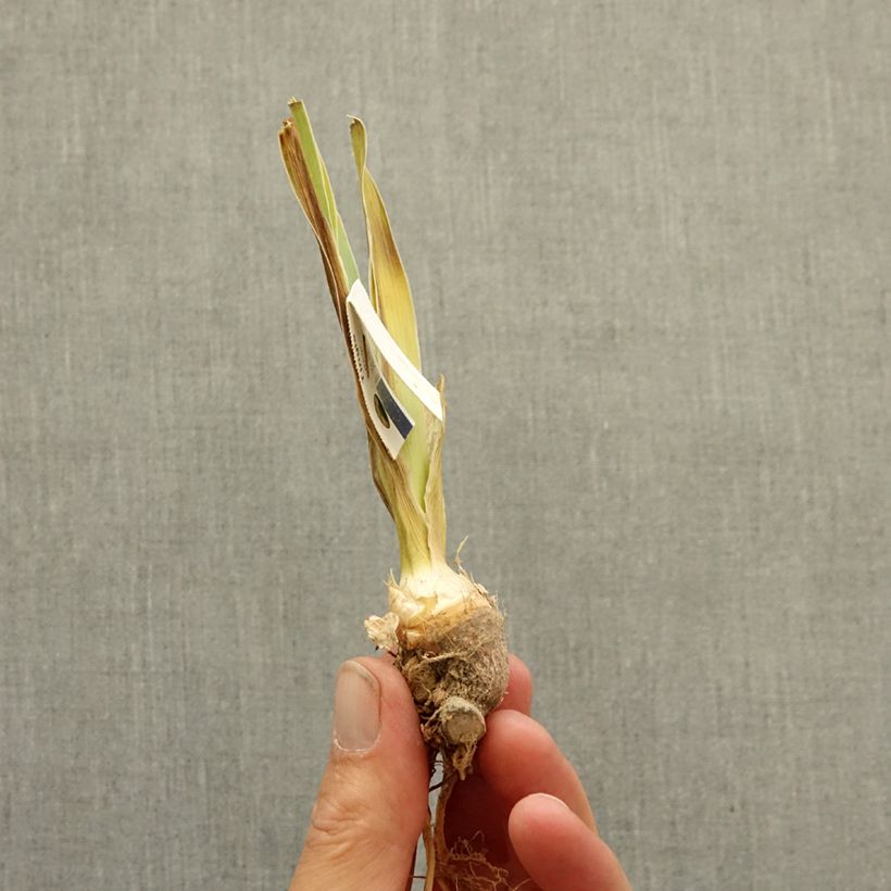 Iris germanica Revved Up Rose - Bearded Iris bare-root rhizome sample as delivered in winter