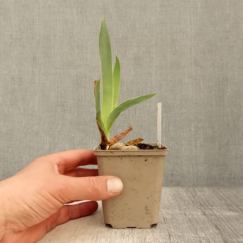 Iris Rio de Oro - Tall Bearded Iris 8/9 cm pot sample as delivered in spring